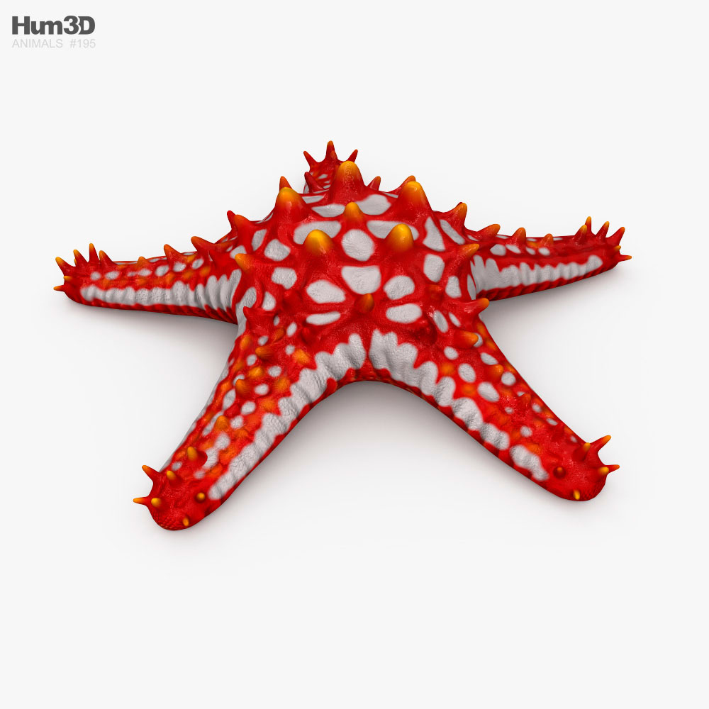 Étoile de mer à boutons rouges Modèle 3D