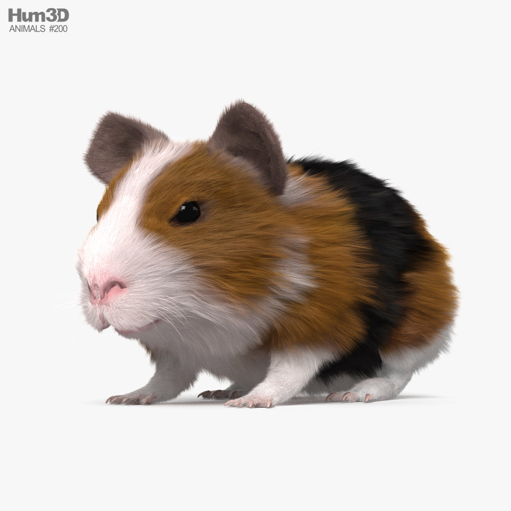豚鼠 3D模型