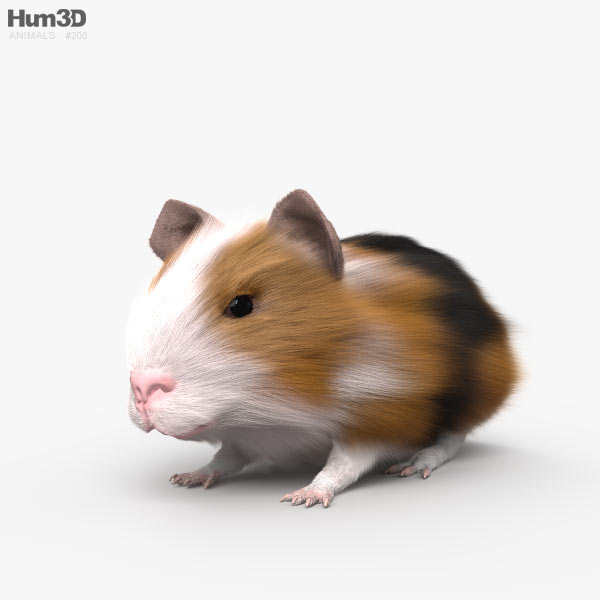 Guinea Pig HD 3D model
