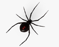 블랙 위도우 거미 3D 모델 