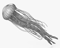 Chrysaora Fuscescens 3D 모델 