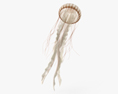 Chrysaora Fuscescens 3D 모델 