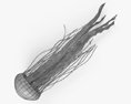 Chrysaora Fuscescens 3D 모델 