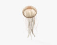 Chrysaora Fuscescens 3D 모델 
