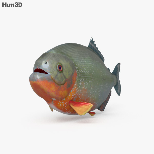 Піранья 3D модель