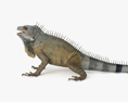 Iguana 3d model