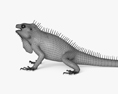 Iguana 3d model