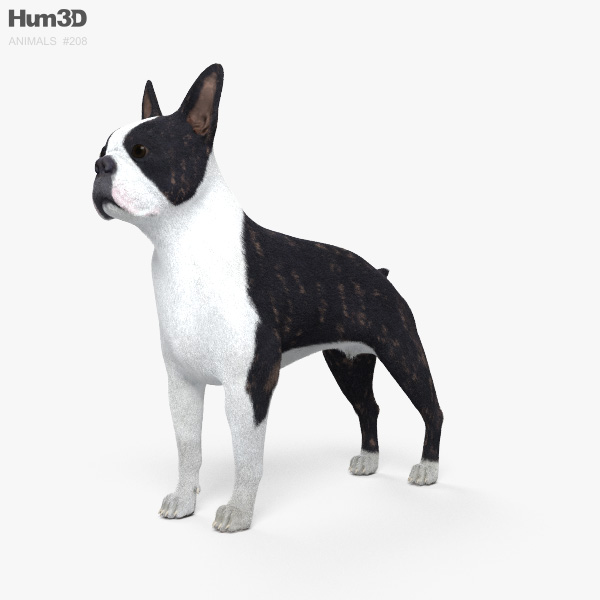 Boston Terrier 3D model