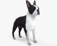 Boston Terrier HD 3d model