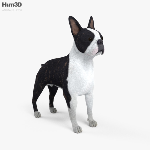 Boston Terrier HD 3D model - Animals on Hum3D