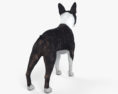 Boston Terrier Modello 3D