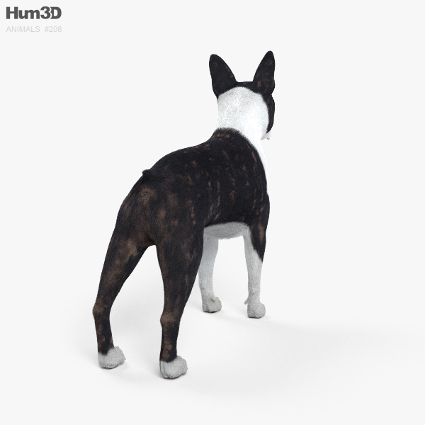 Boston Terrier HD 3D model - Animals on Hum3D