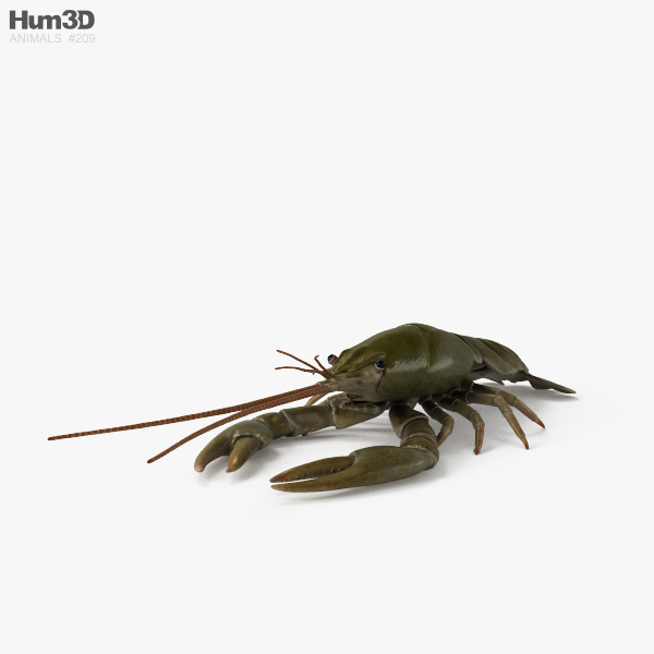 Crayfish HD 3D model