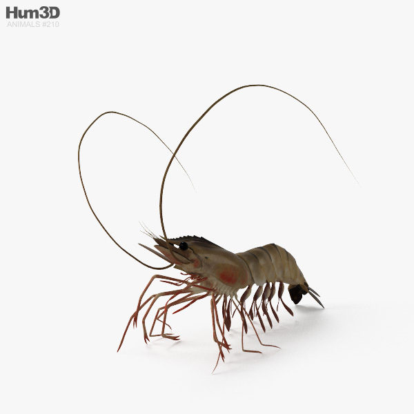 Shrimp HD 3D model