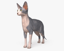스핑크스 고양이 3D 모델 