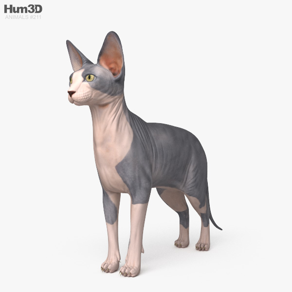 스핑크스 고양이 3D 모델 
