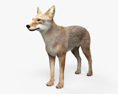 Coyote HD 3d model