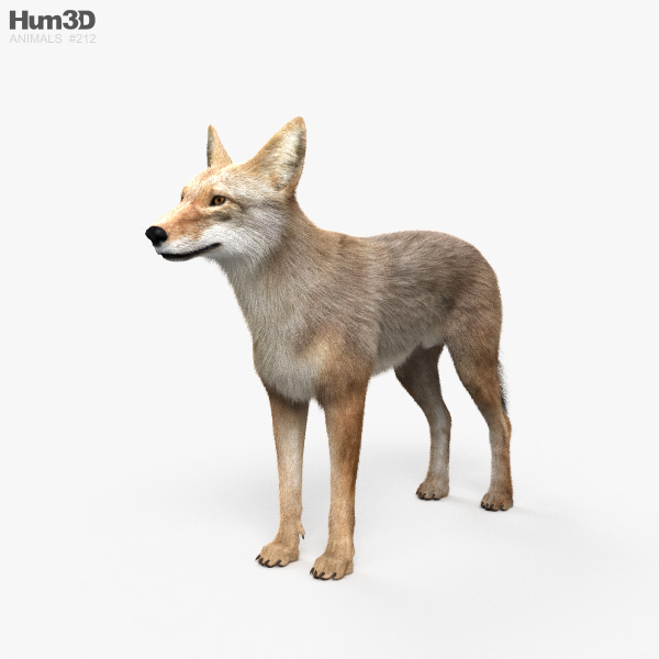 Coyote HD 3D model