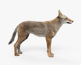 Kojote 3D-Modell
