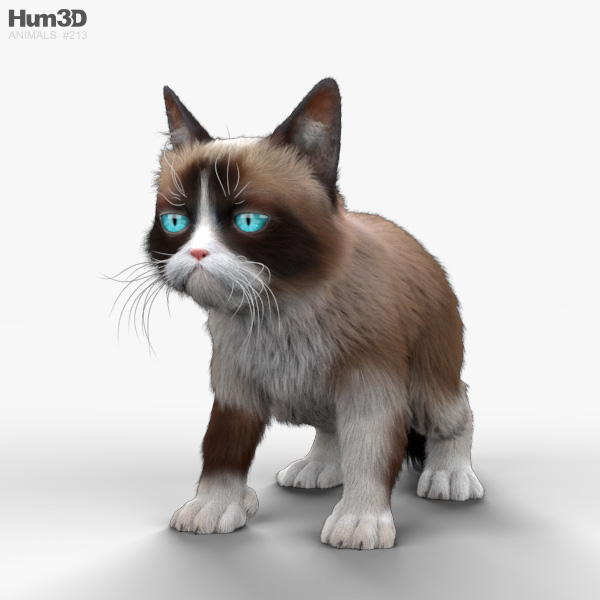Grumpy Cat HD 3D model