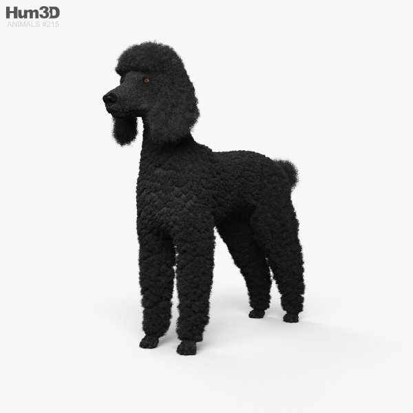 Caniche Modèle 3D