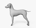 贵宾犬 3D模型