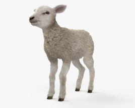 子羊 3Dモデル