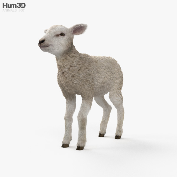 羊羔 3D模型