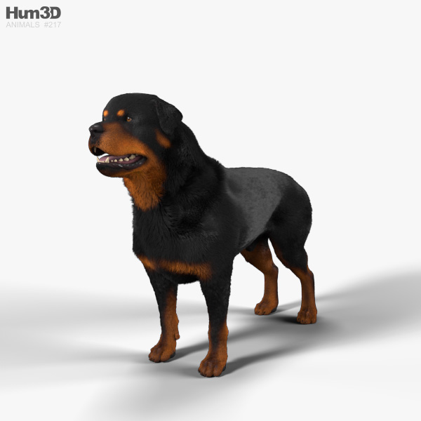Rottweiler 3D-Modell