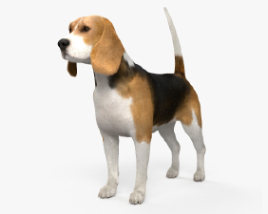 Beagle HD 3D model