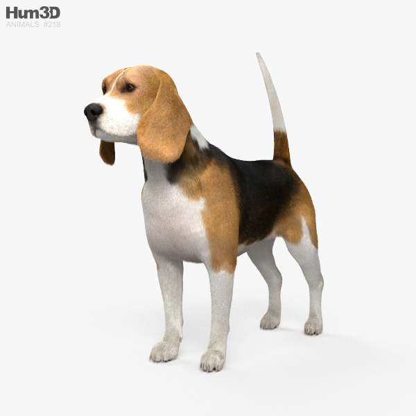 Beagle 3D-Modell