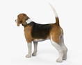 Beagle 3d model