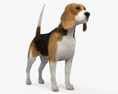 Beagle 3D-Modell