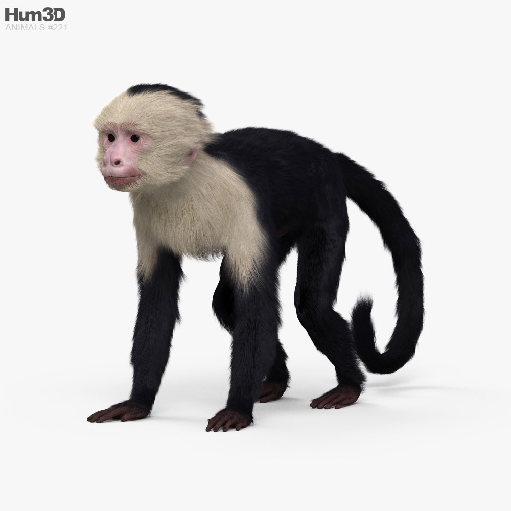 Capuchin monkey HD 3D model