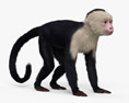 Mono capuchino Modelo 3D