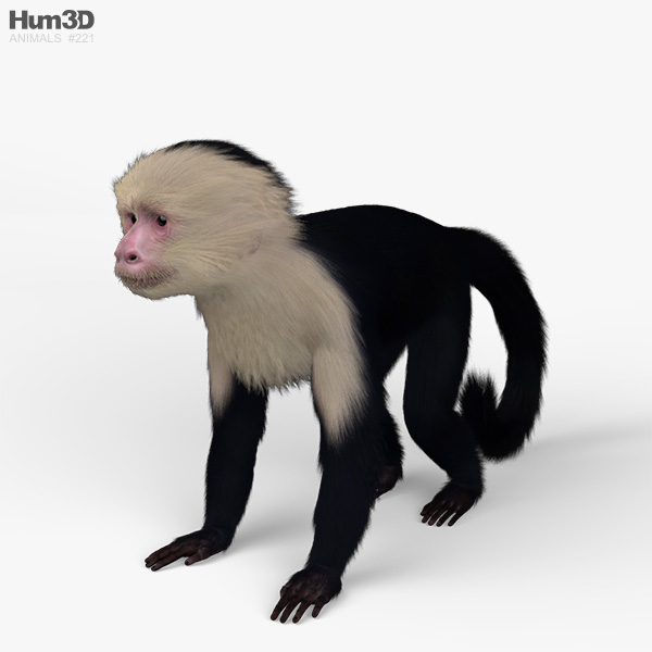Capuchin monkey HD 3D model