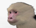 Capuchin monkey HD 3d model
