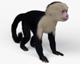 Capuchin monkey HD 3d model