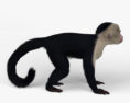 卷尾猴 3D模型