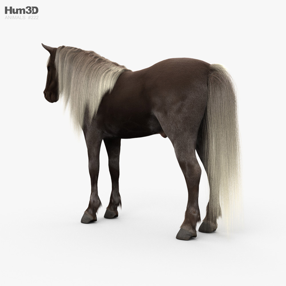 Rocky Mountain Horse HD Modèle 3d