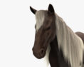 Rocky Mountain Horse 3d model