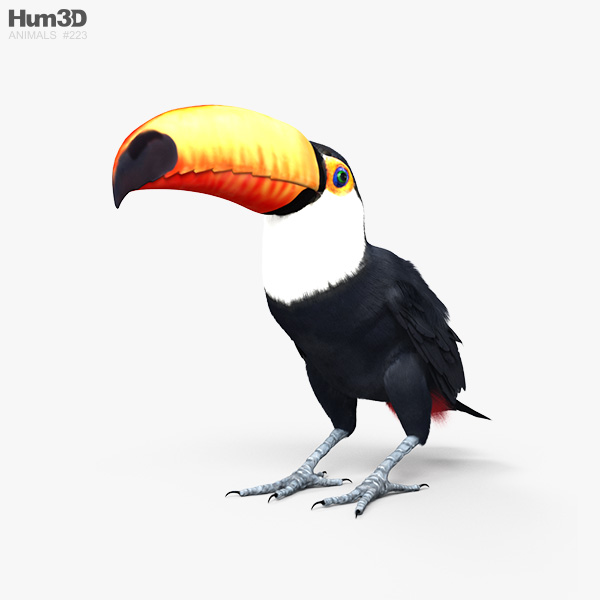 Toucan toco Modèle 3D