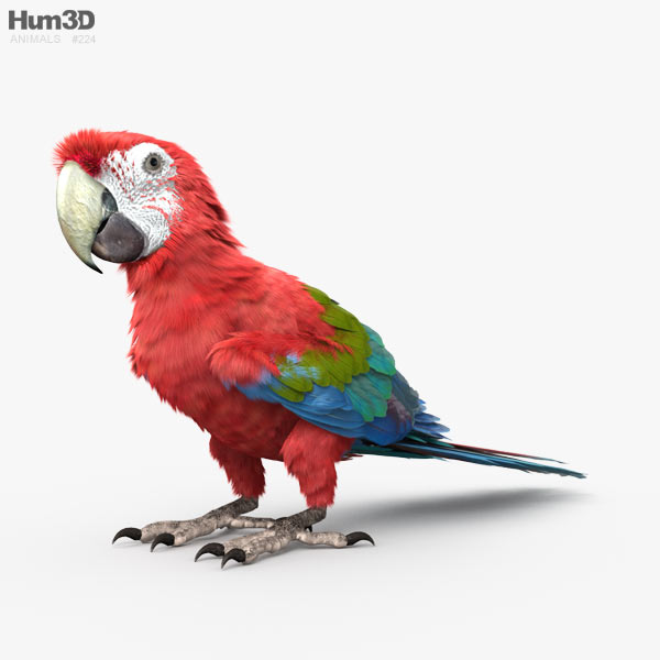 Red-and-Green Macaw HD 3D model