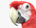 Red-and-Green Macaw 3d model