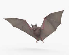 Common Bat HD 3D model
