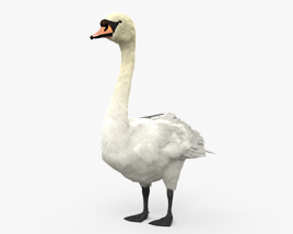 Mute Swan 3D model