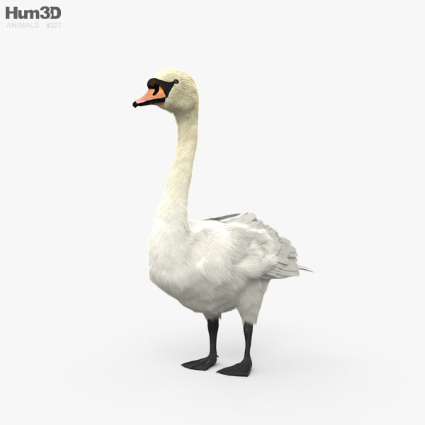 Mute Swan HD 3D model
