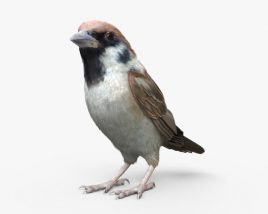 Sparrow HD 3D model