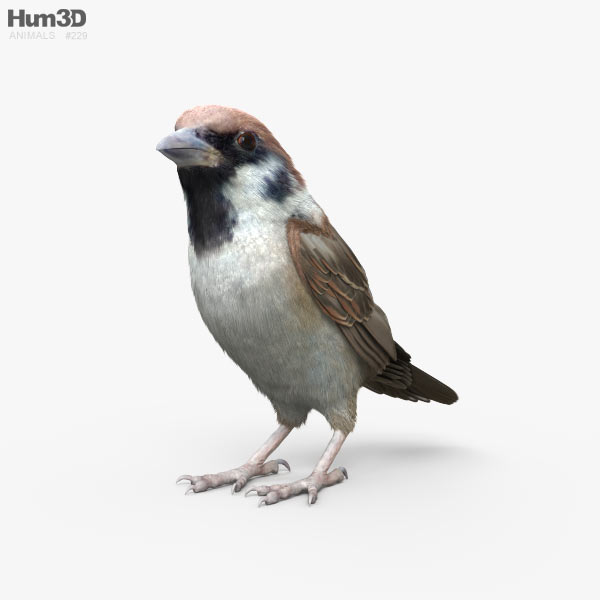 Moineau Modèle 3D