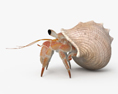 Einsiedlerkrebs 3D-Modell